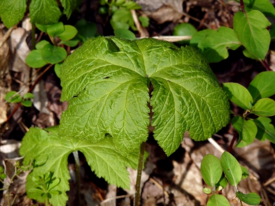 {Hydrastis canadensis}